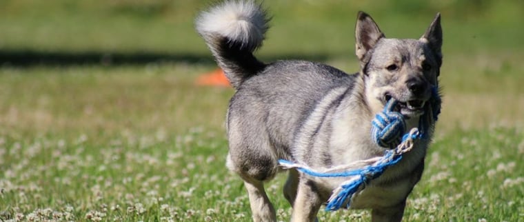 Chien Vallhund